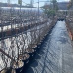 Muchovník jelšolistý (Amelanchier alnifolia) ´SASKATOON BERRY ´®- výška 40-60 cm, kont C4L - VIACKMENNÝ